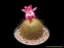 Matucana myriacantha 877